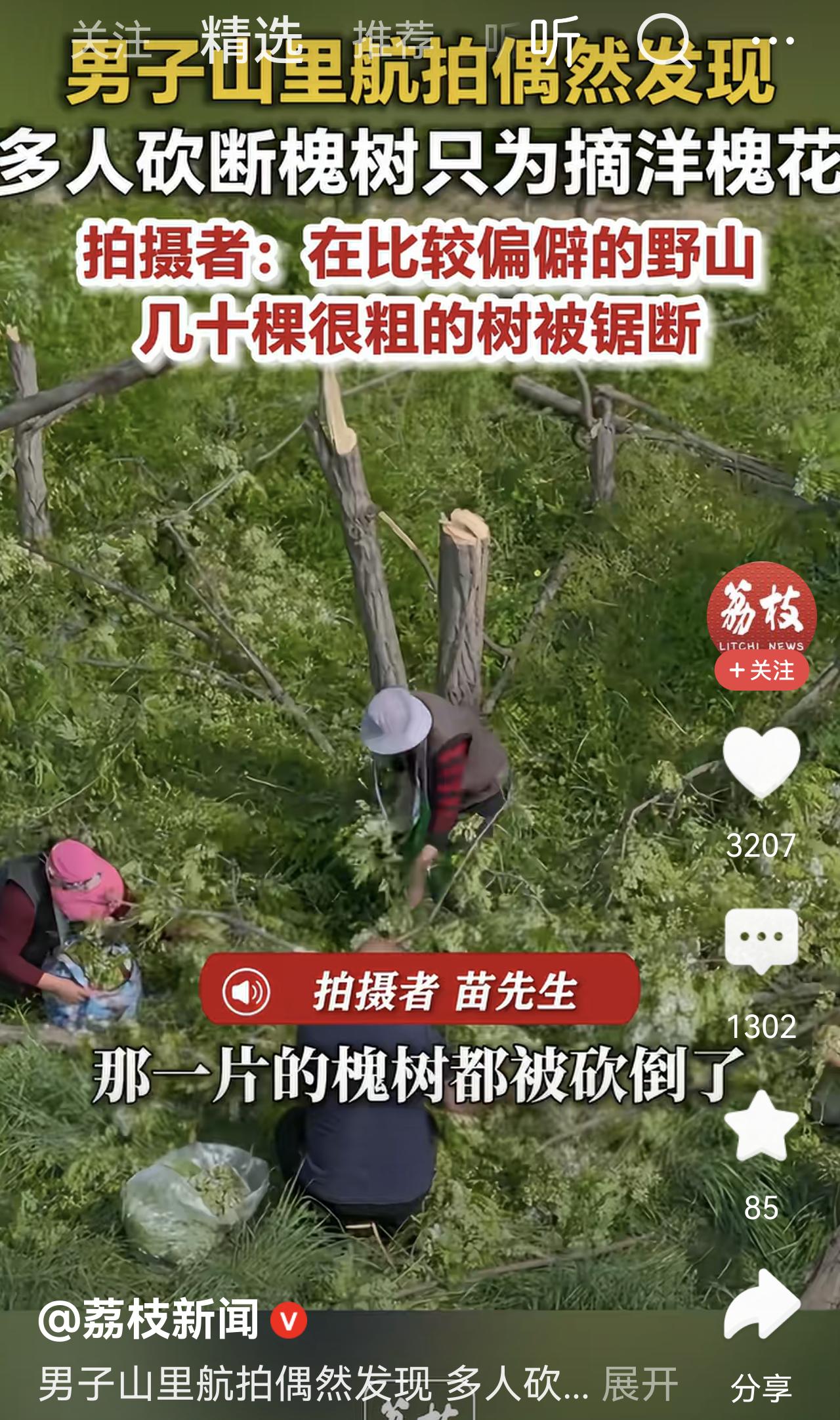 这些人真是活不起！为了吃槐花，竟然把树砍倒！