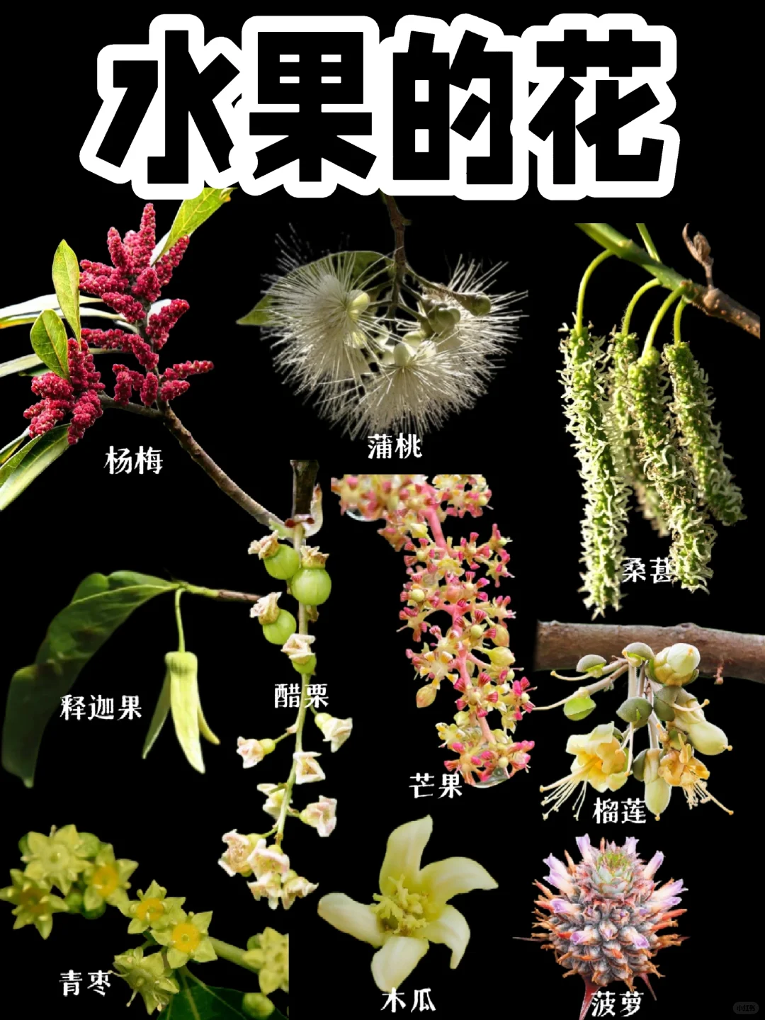 【水果的花】喜欢吃的水果花长这样