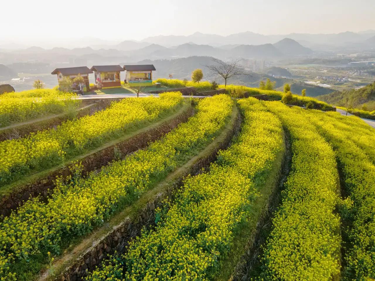 风过无痕，步步生莲：在“没如果”的人生里，活出“真滋味”

诸位朋友，今儿咱们单