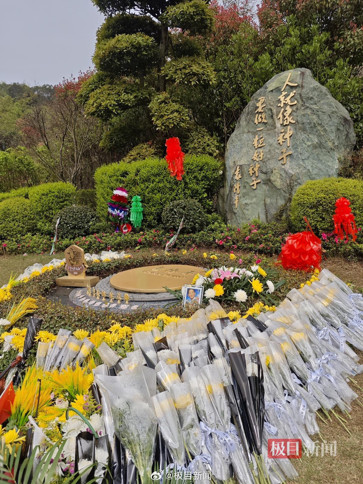 袁隆平墓前摆满稻穗鲜花【多位家长带孩子到袁隆平墓地祭扫：让孩子热爱科学，珍惜粮食