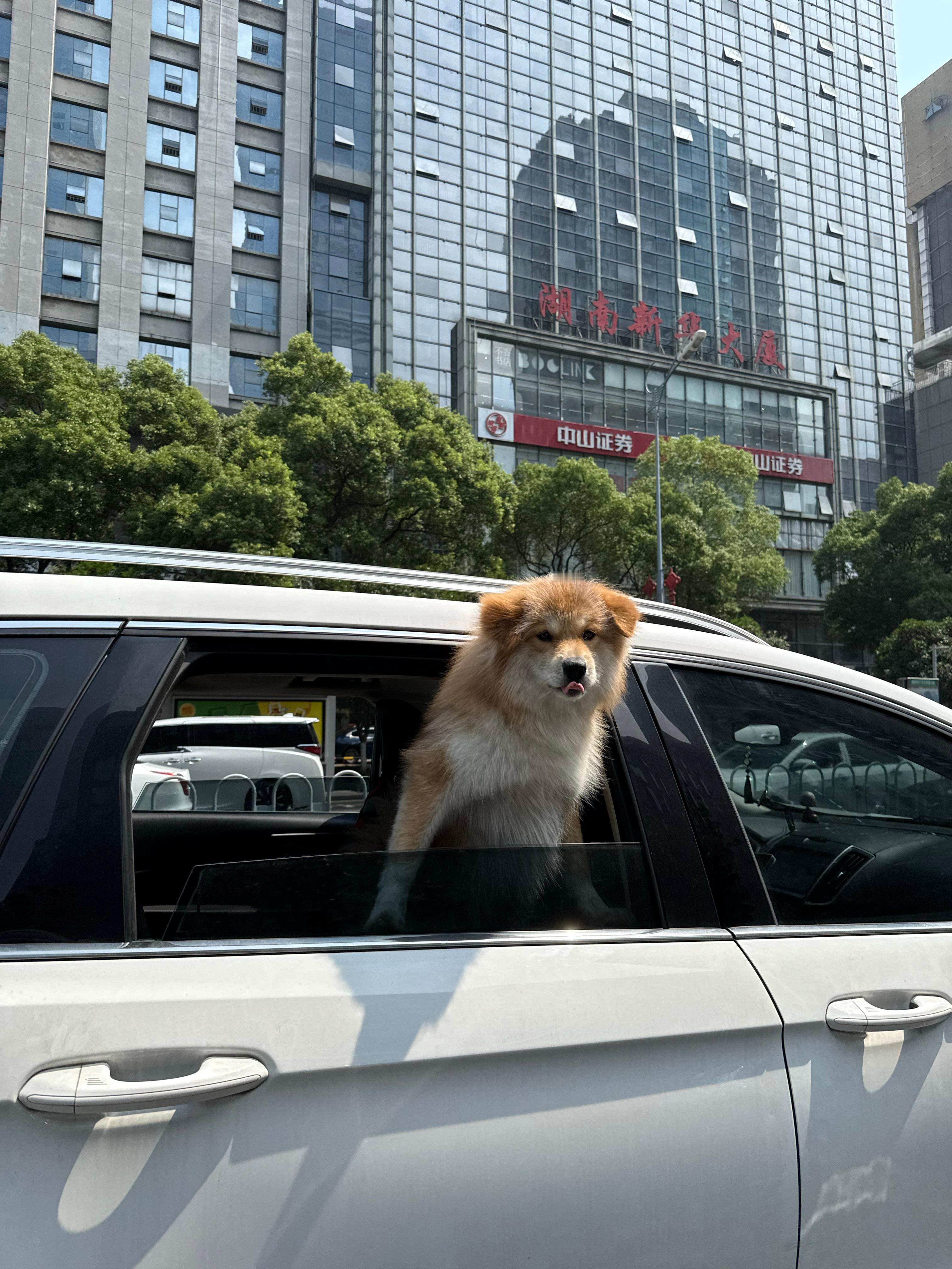 幸福在此刻变得具象化有个问题[疑问]它不会跳窗出去吗？ ​​​
