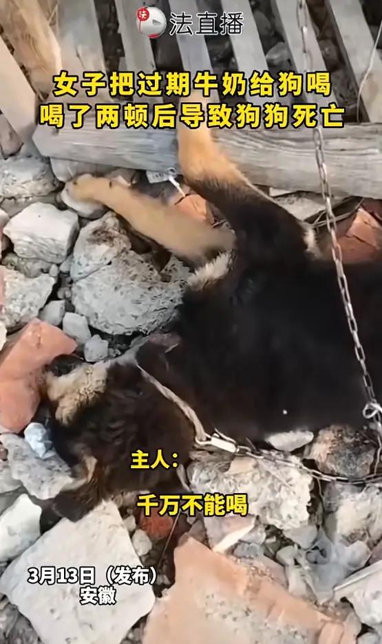 过期牛奶毒死宠物狗！

在安徽的一个普通家庭里，一场因“惜物”而引发的悲剧悄然上