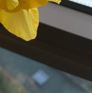 0000迪克威顿洋水仙种植1. 土壤与盆器   建议使用疏松透气的营养土混合粗砂