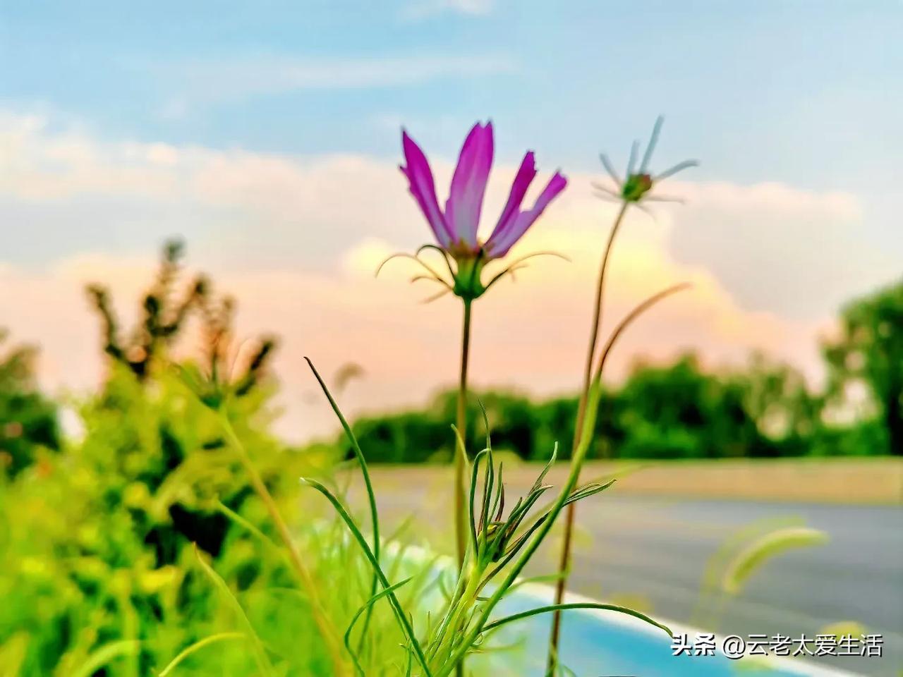 #以秋为题作首诗#以下是以“秋”为题创作的诗：

《秋》

金秋时节霜满天， 枫