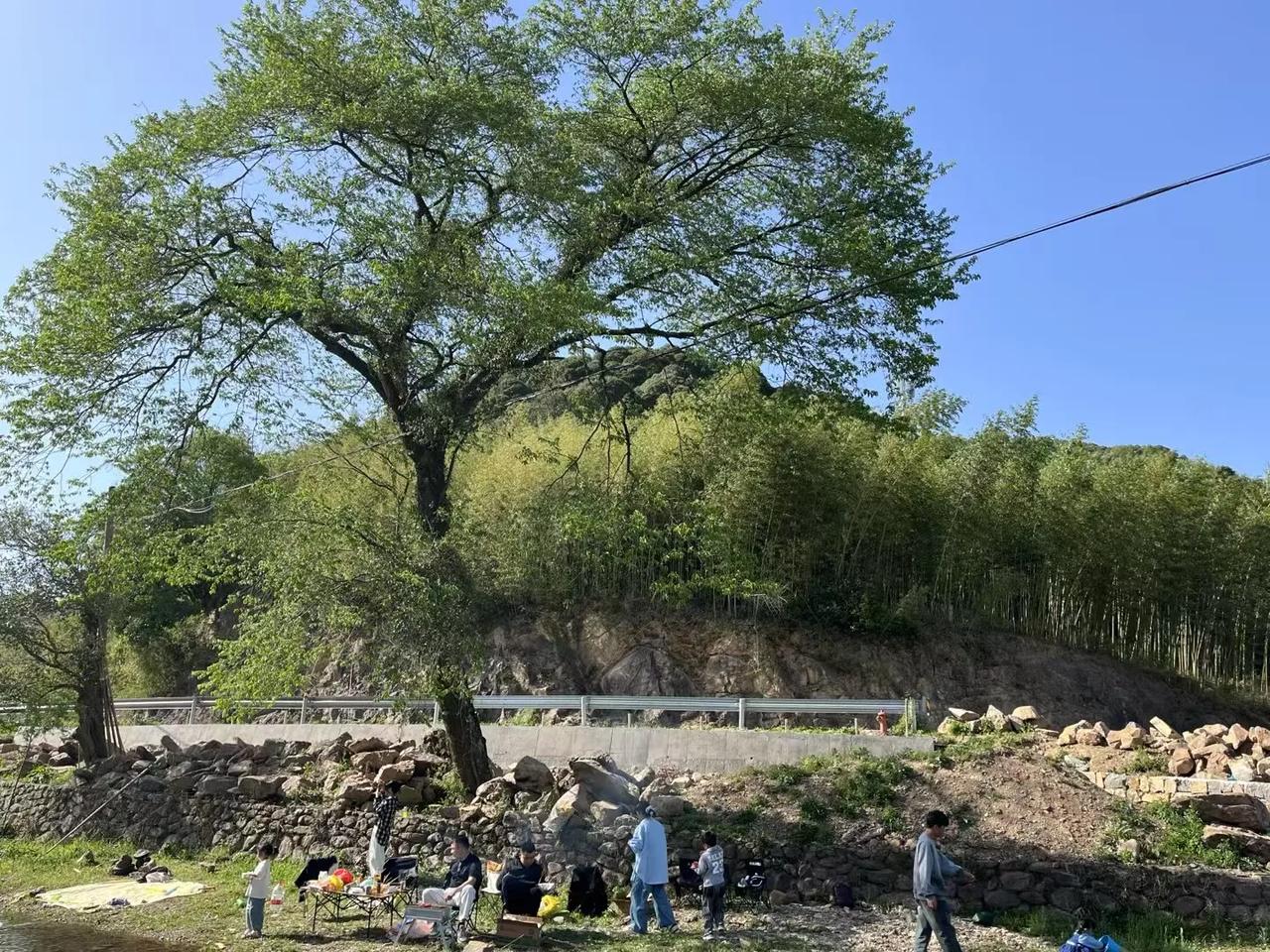 有谁知道这是一颗什么树