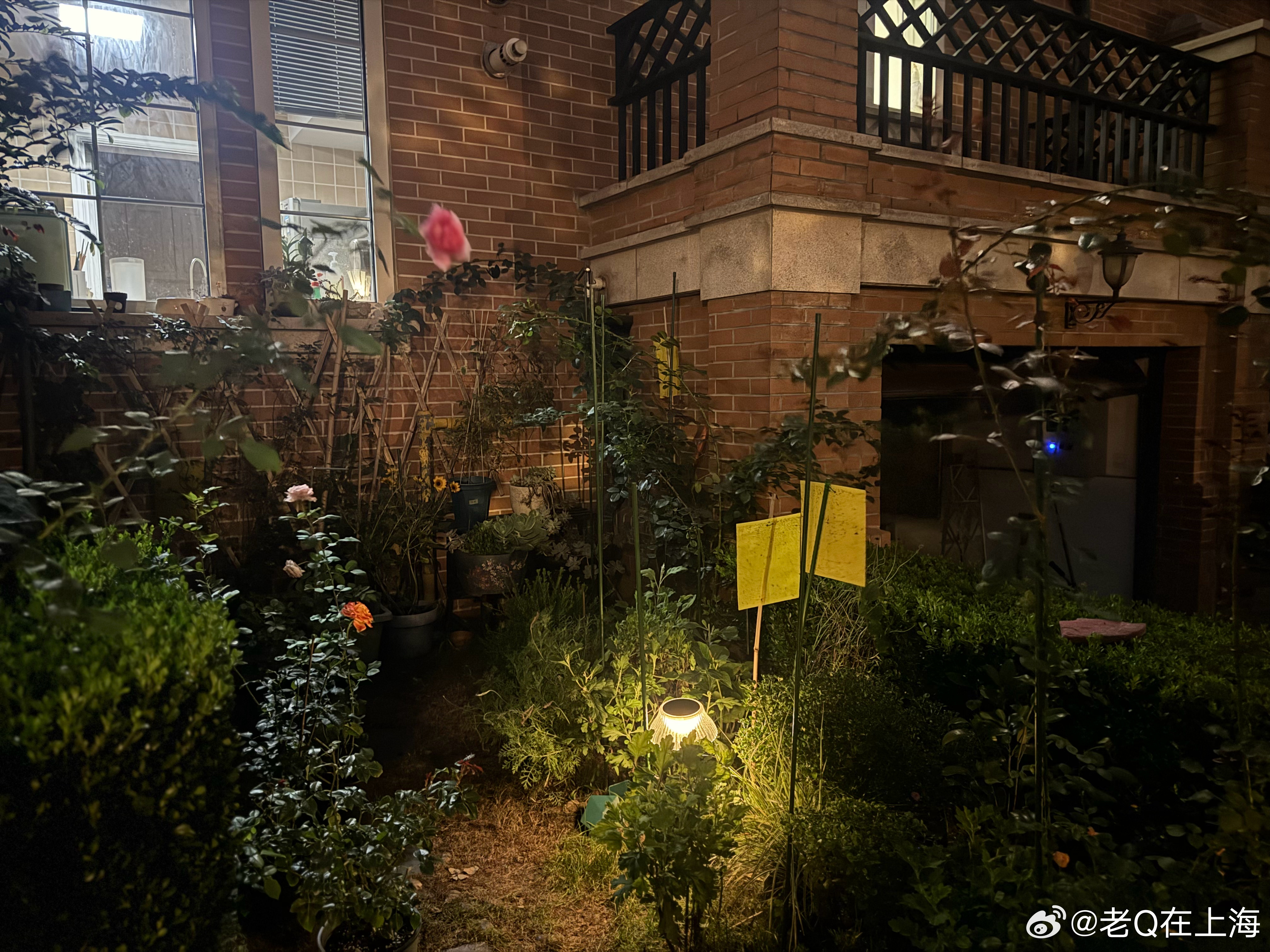 晚饭后的园艺活动，让颈部痉挛突然消失。出门健身前回头看一眼，有一种这就是朕打下的