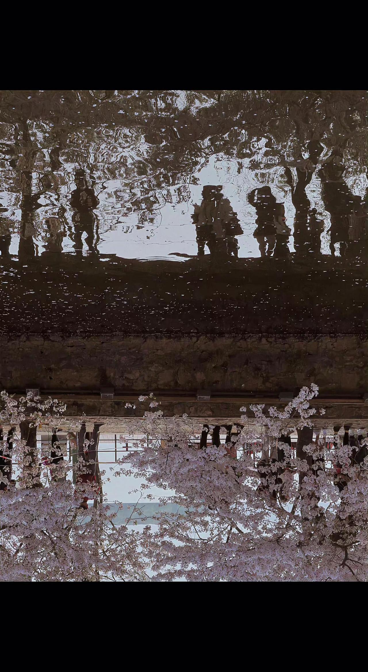 🌸光影把春天对折，一半是树影的默片🎞️，一半是樱花的爆炸。人在画里走，时光在