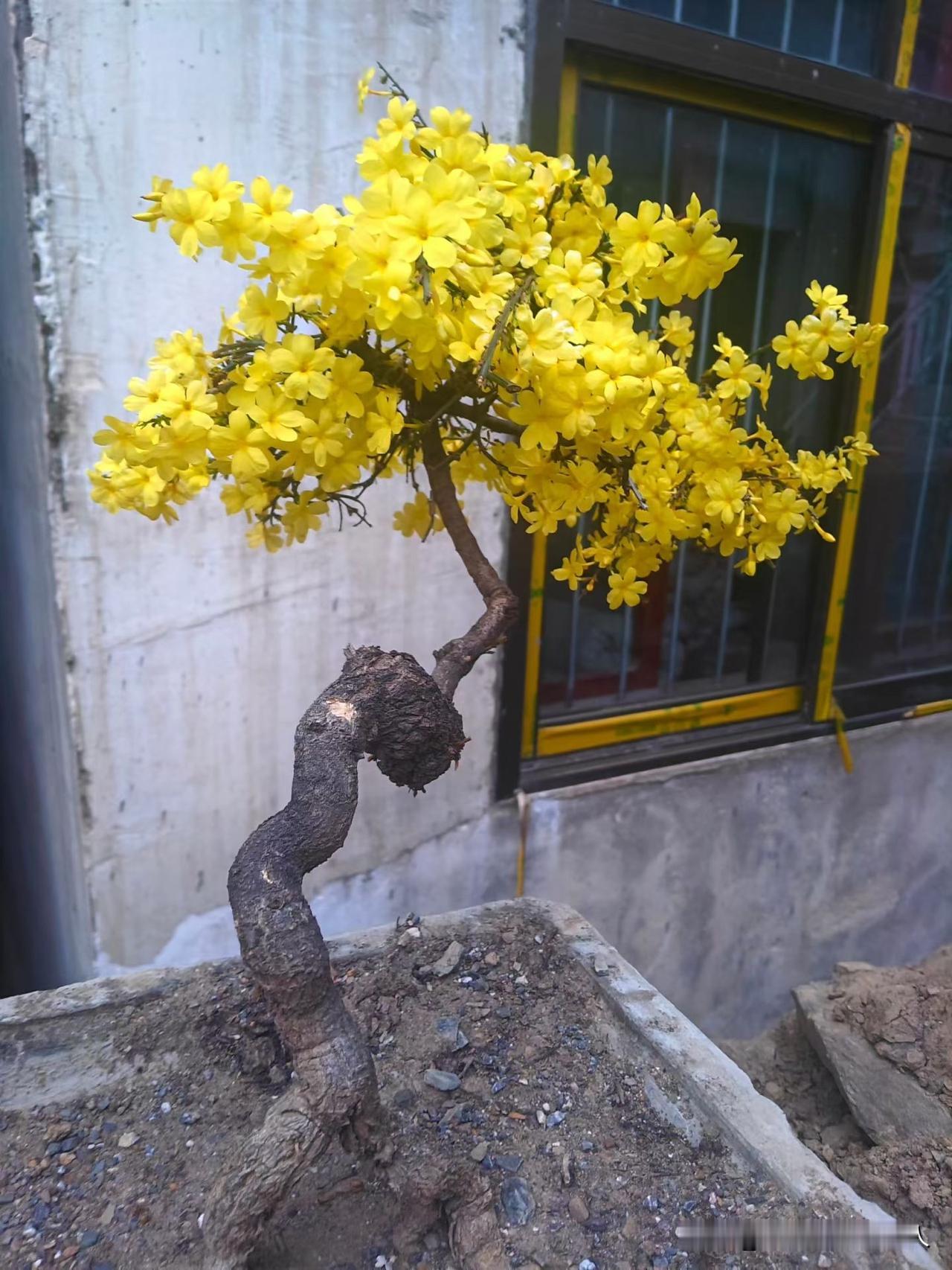 分享一张你拍的花，什么花都行