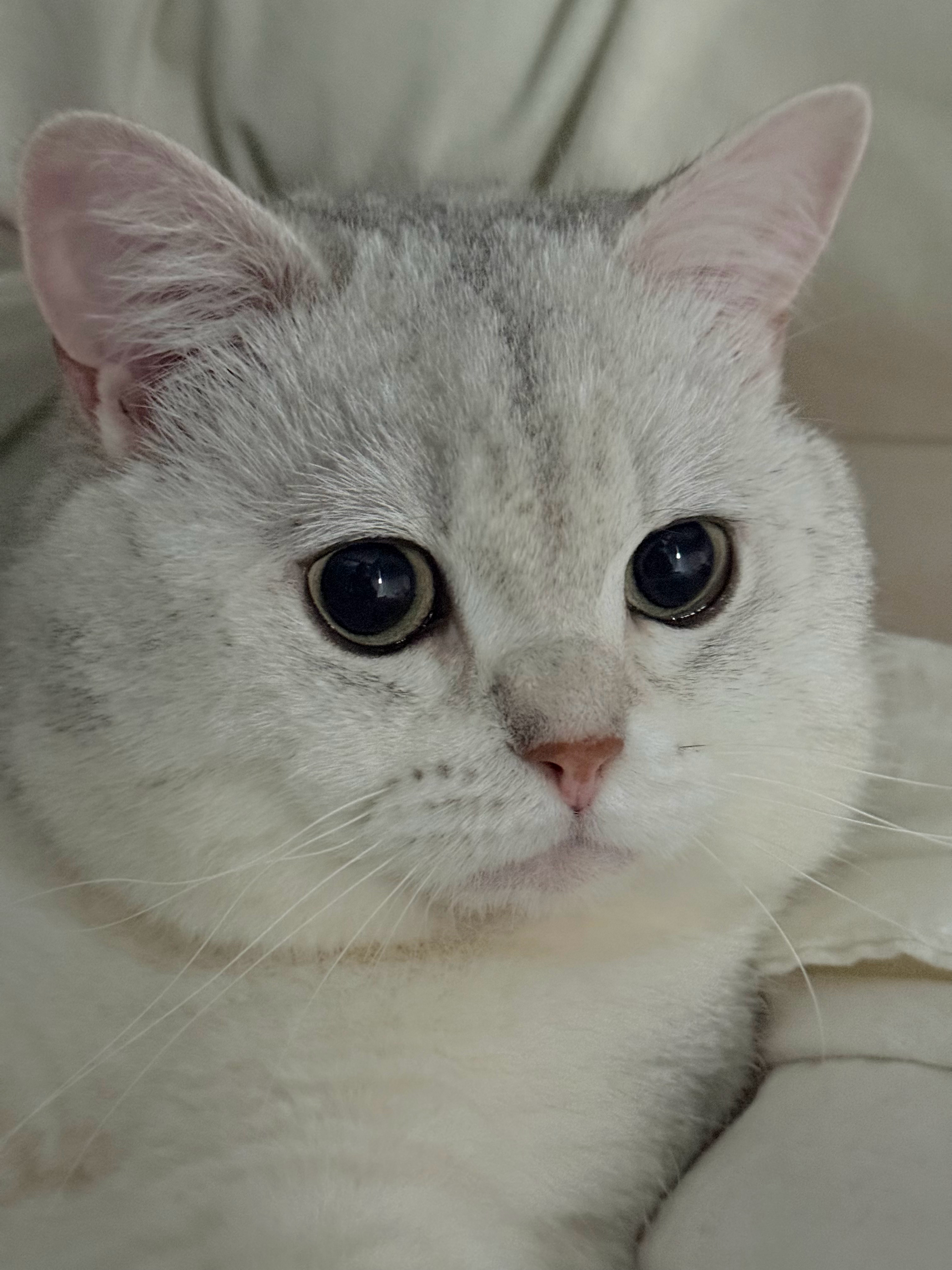 是猫还是兔子