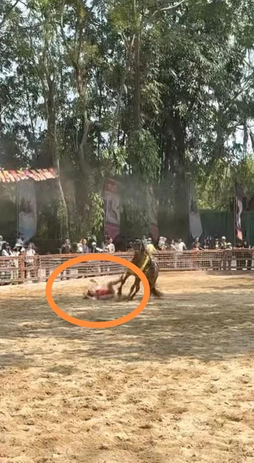 马匹失控拖着骑手狂奔，尘土飞扬中观众惊呼，广州长隆野生动物世界马术表演出意外；回
