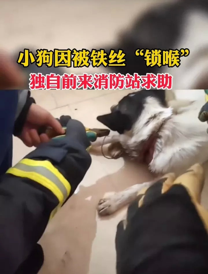 近日，一流浪狗独自来到消防站求助，是因为脖子被丧失人性的人用铁丝缠绕，并深陷其中
