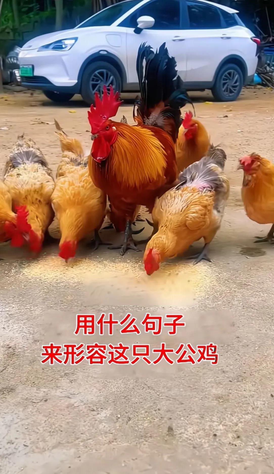 你瞧这只大公鸡，一身羽毛油光锃亮，红冠挺拔，站在鸡群中间气场十足，妥妥的鸡群老大