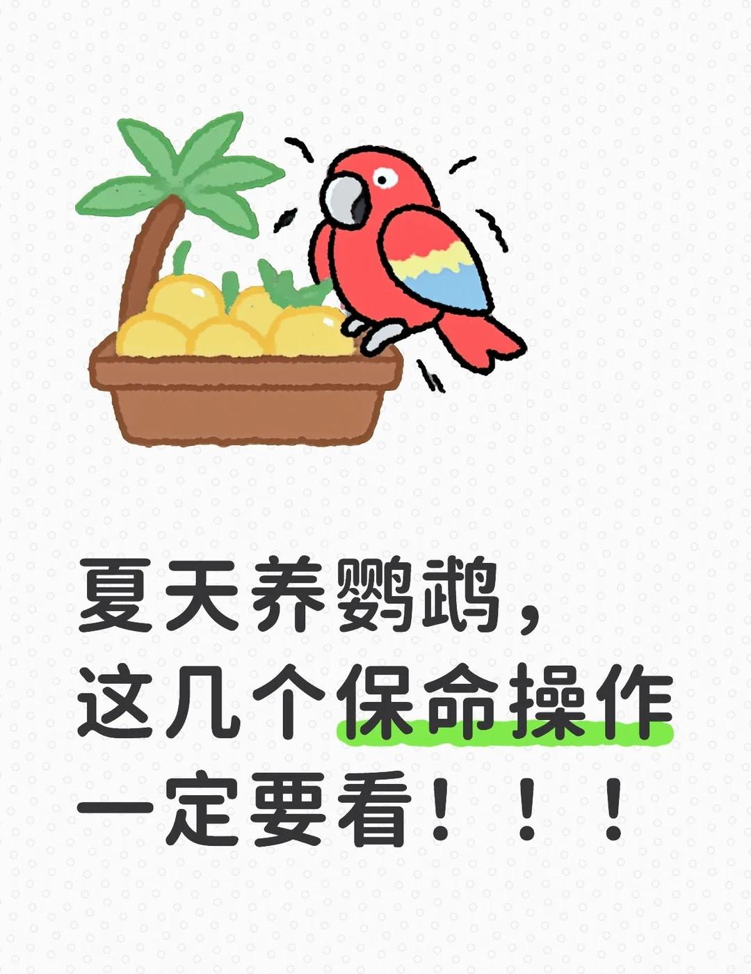 夏天养鹦鹉，这几个保命操作一定要看！！！
鹦鹉夏季保命指南｜稍有疏忽就容易中暑?
