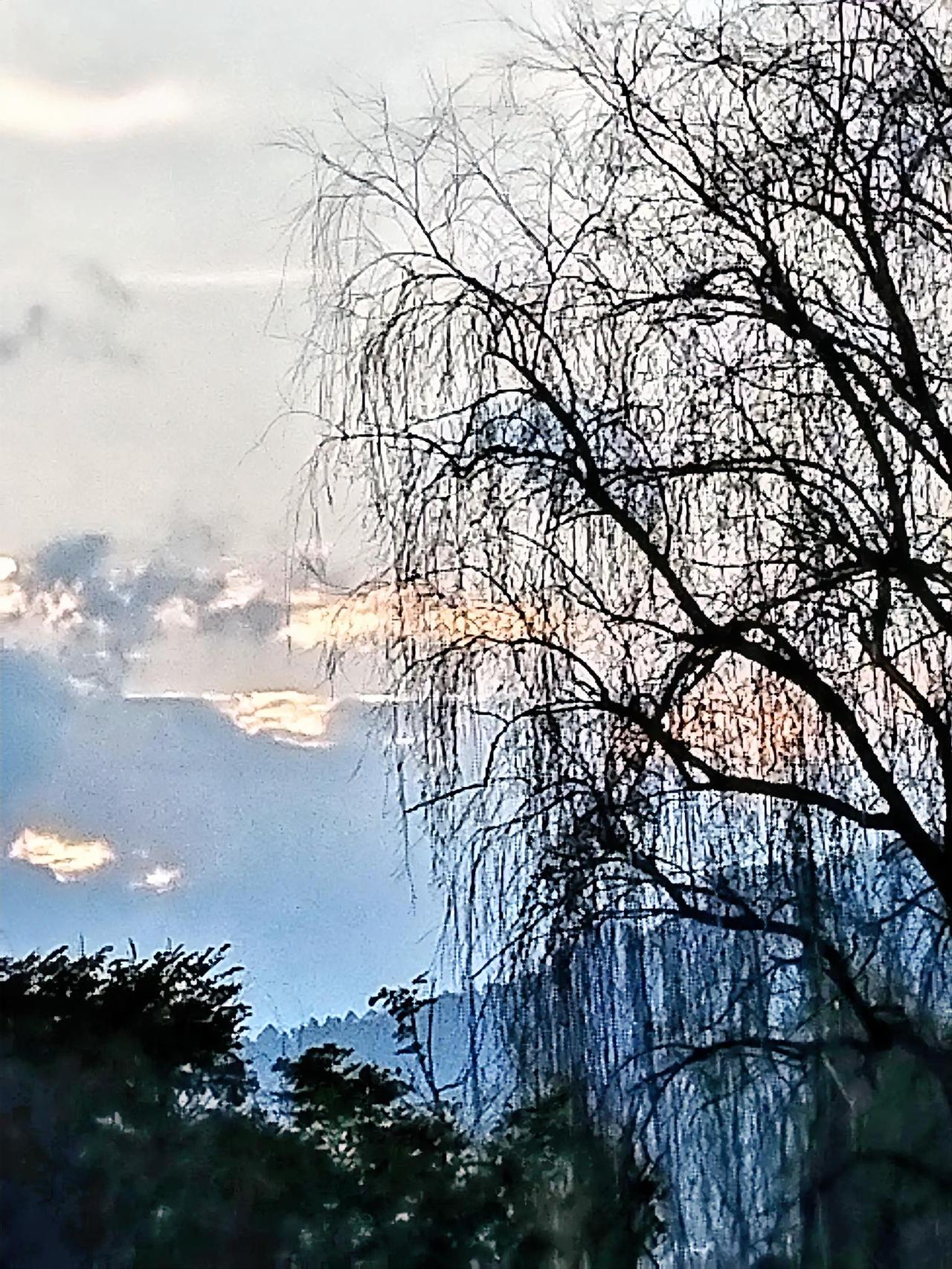 树枝在夕阳下摇曳，美不胜收。