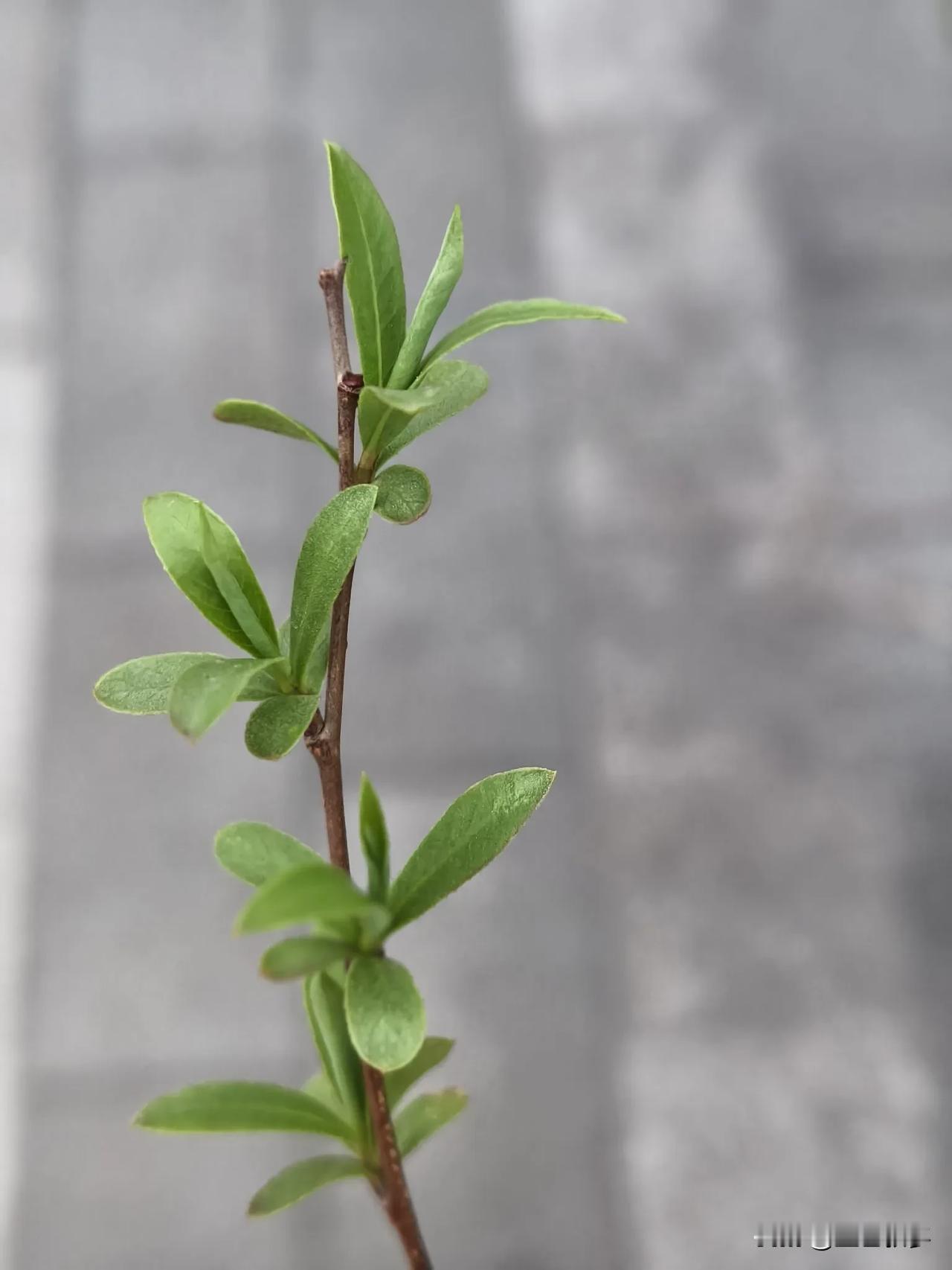 惊蛰捎来春天的信息！ 

晨露在芽尖打坐，似乎在倾听泥土翻身的声音。玉兰树正把花