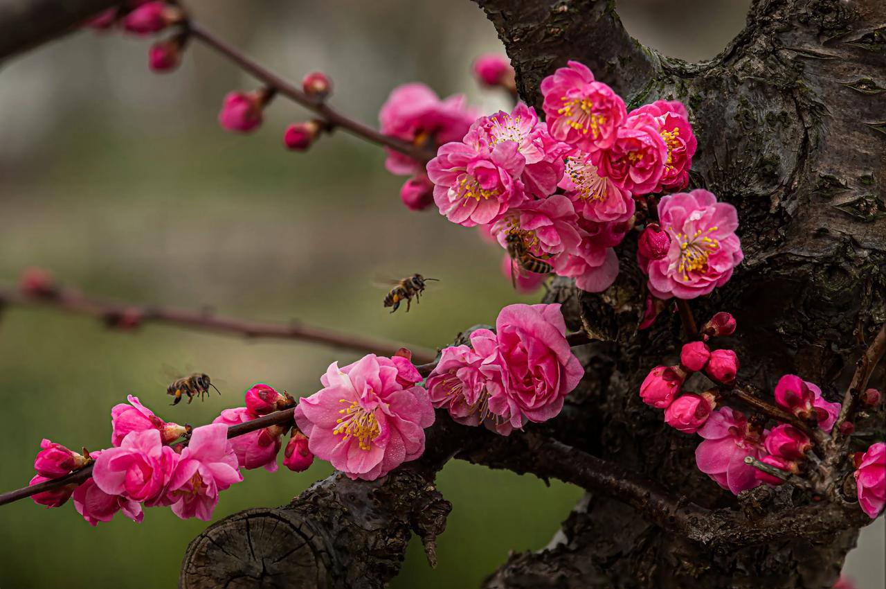 春日繁花似锦，蜜蜂采蜜忙。