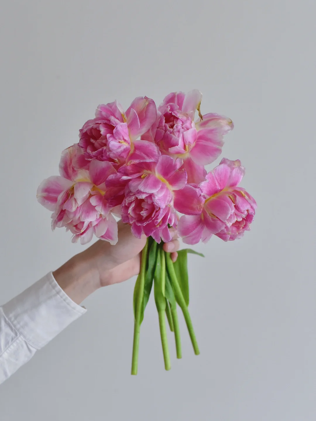 荷兰郁金香·Double pinza