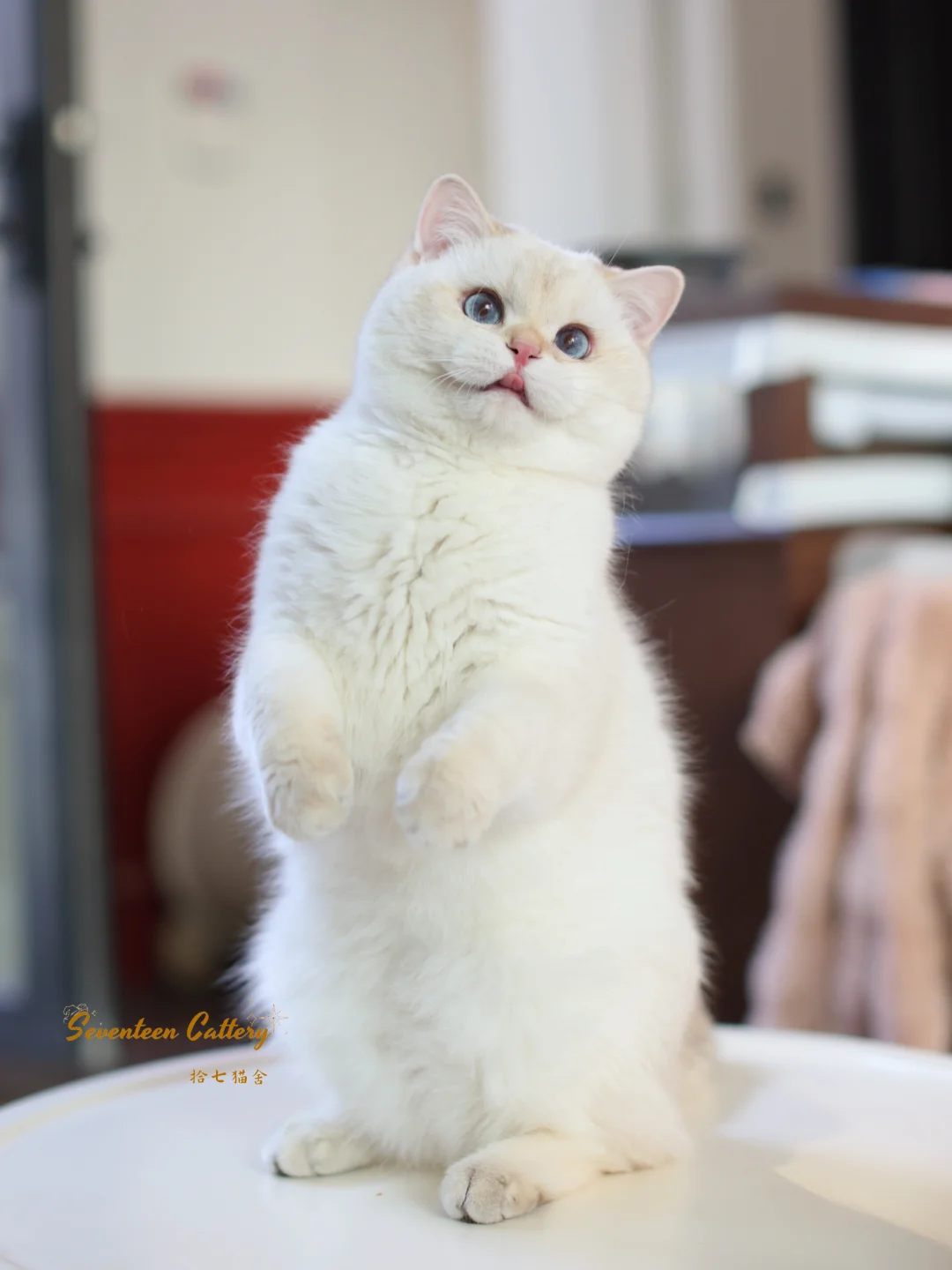 4个月4kg🫡我是养猪场