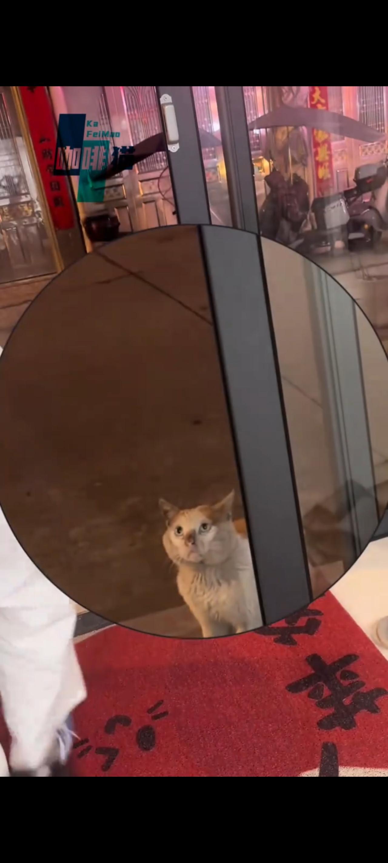 当这只流浪猫用最无助与绝望的眼神，来到一家美容院门口，恳求着里面的小姐姐收下自己