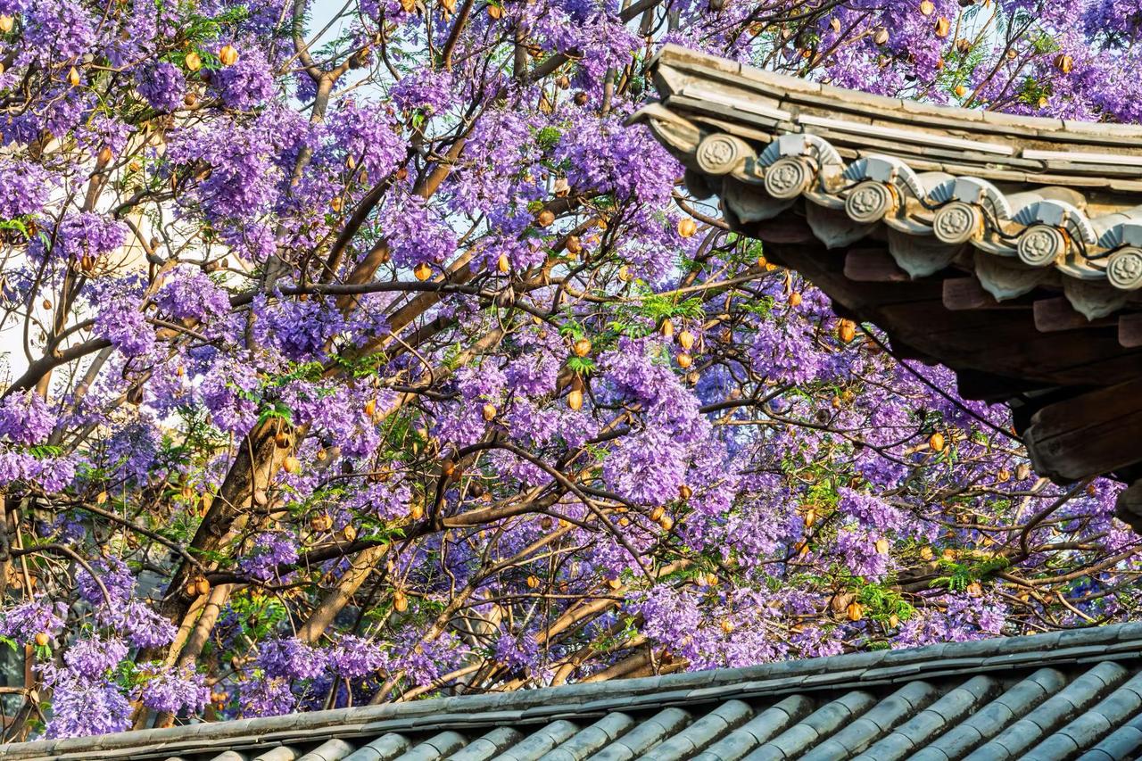 昆明富民上河院蓝花楹。昆明富民上河院蓝花楹