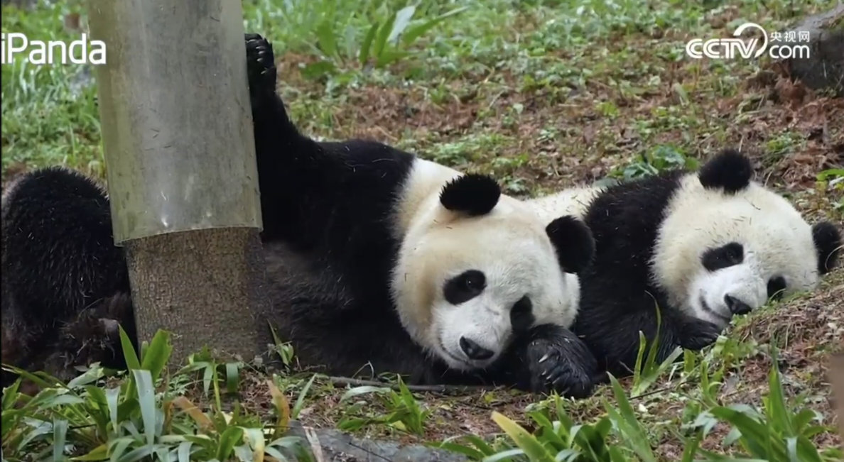 小贤贤崽跟蕊蕊麻麻一起睡午觉～🐼🐼 