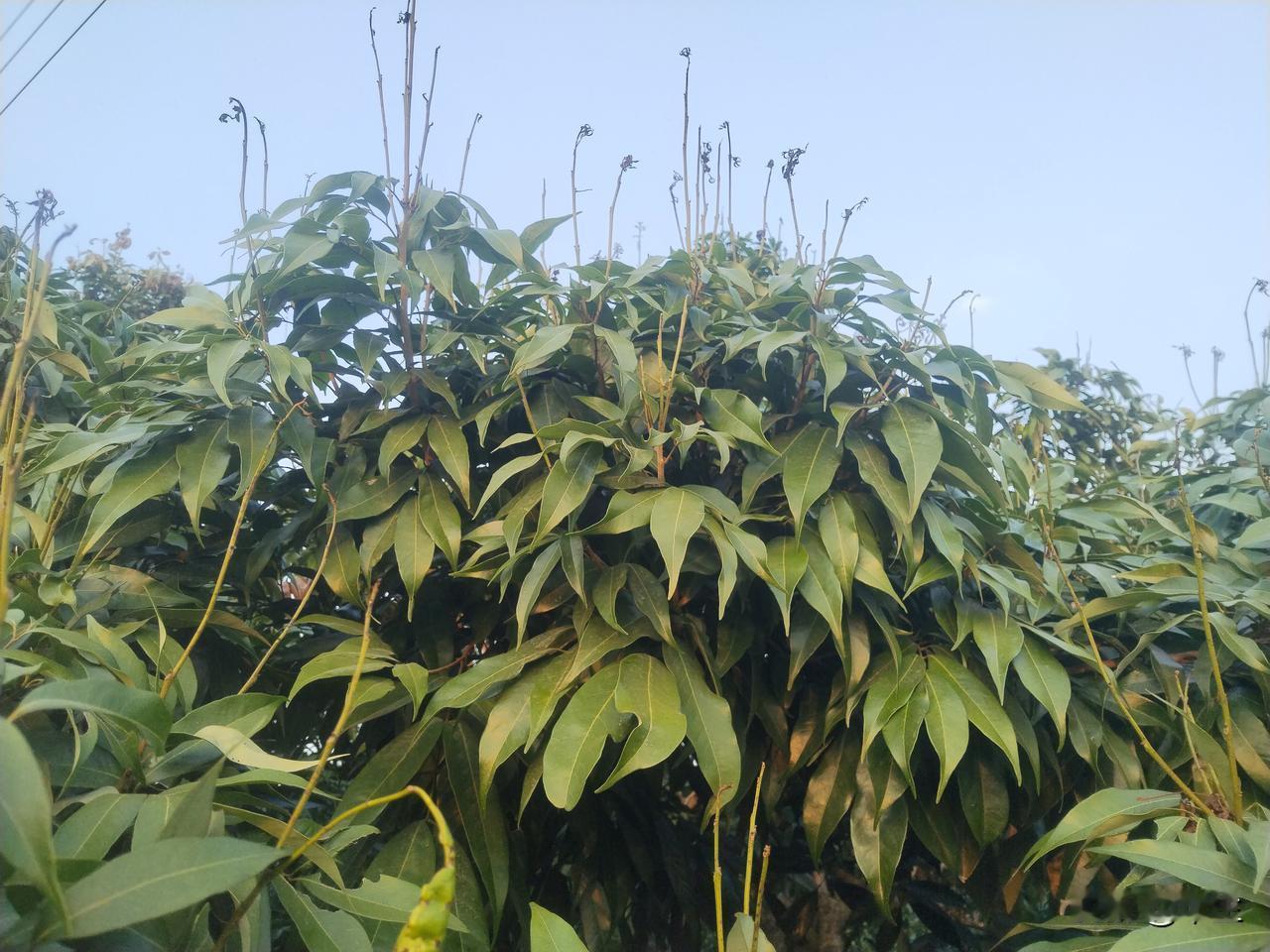 关于荔枝控梢药物专业化发展的建议

今年，钦州荔枝产区受环境温度影响，荔枝开花情