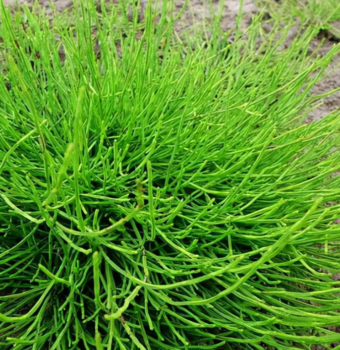 疑发现金矿8岁男童父亲发声问荆草，在长白山地区非常常见，大片大片，要结合其他几个