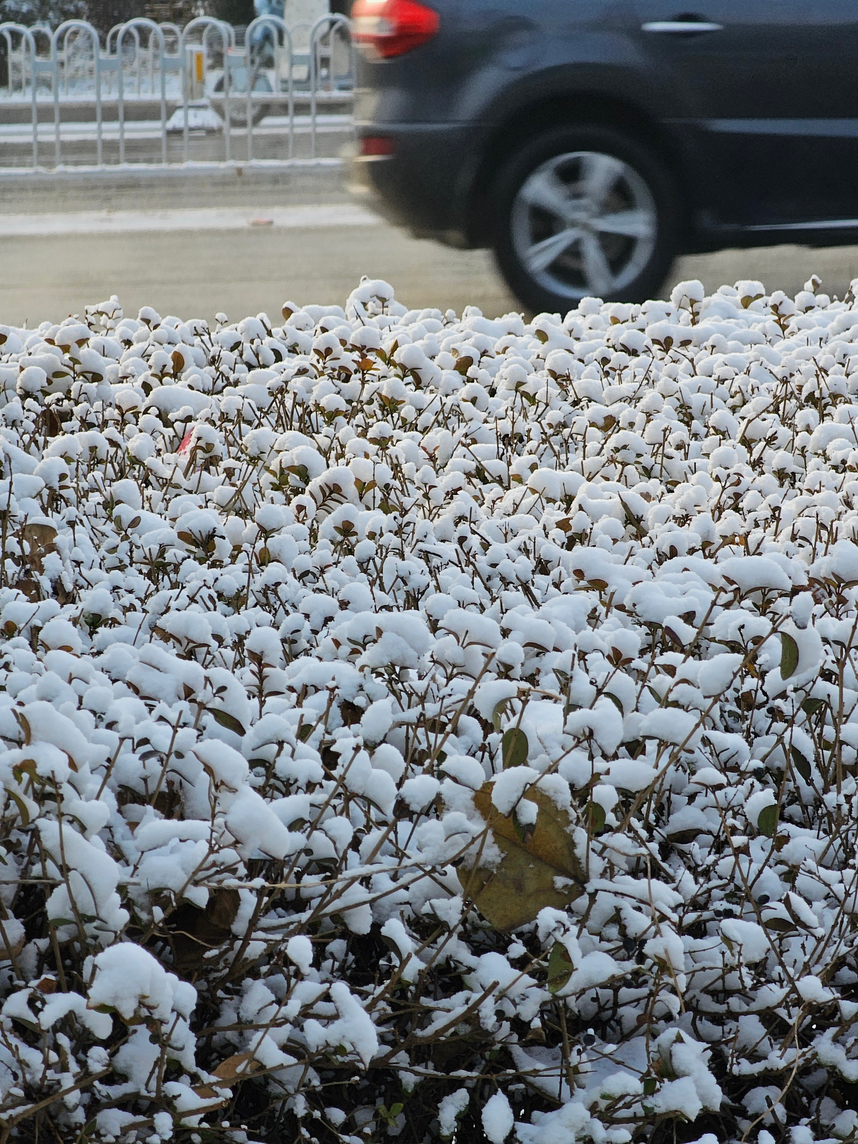 快出门捡棉花吧，晚了可就没有了