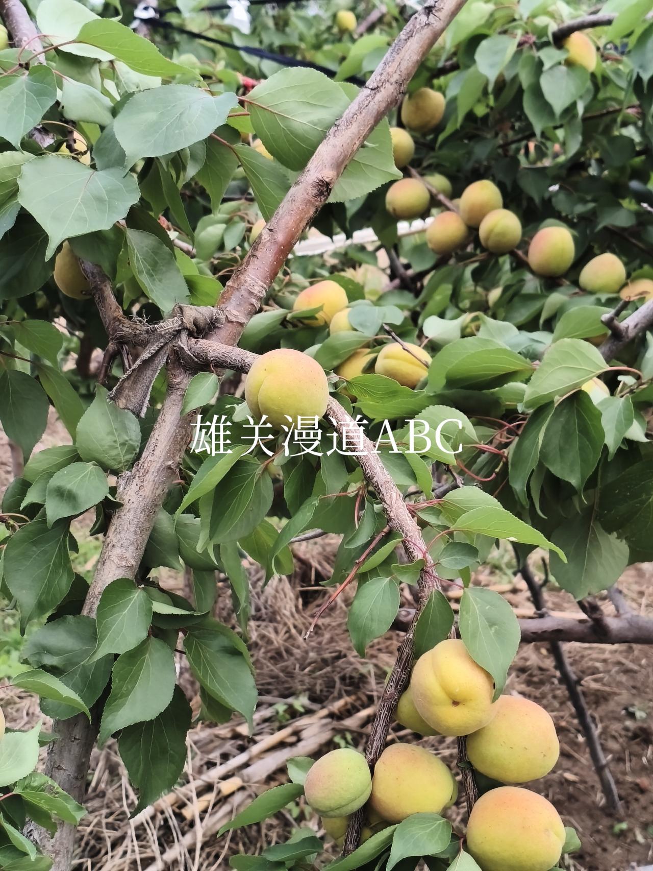 杏树怎样修剪才能结更多果实?
老杏树不怎么修剪，只是控制住高度即可。如果修剪，只