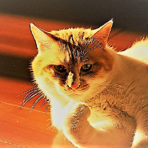 乡村小猫