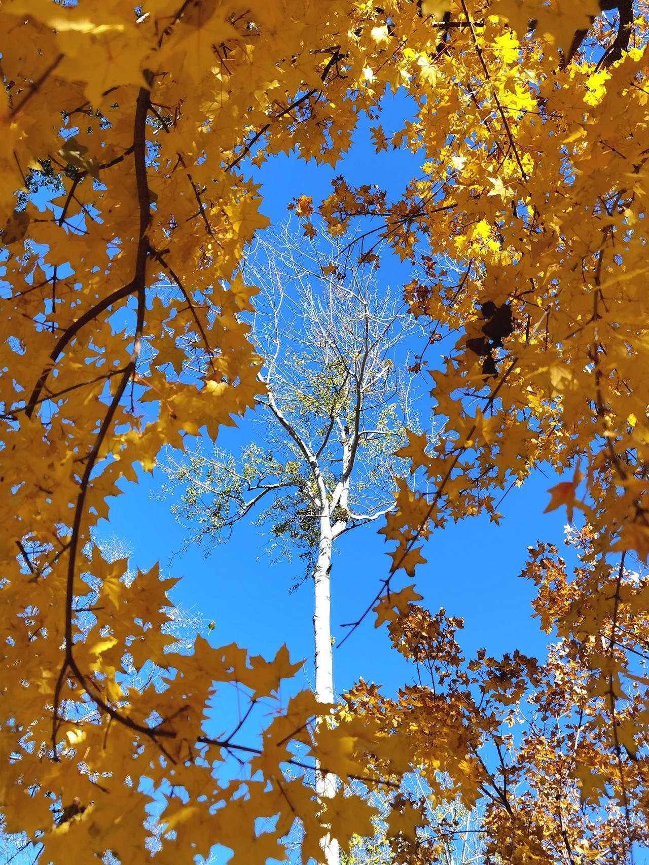 抓住秋天的尾巴，留住秋天味道。

承德十一月一日进入供热期，冬天来临了 ，树叶也