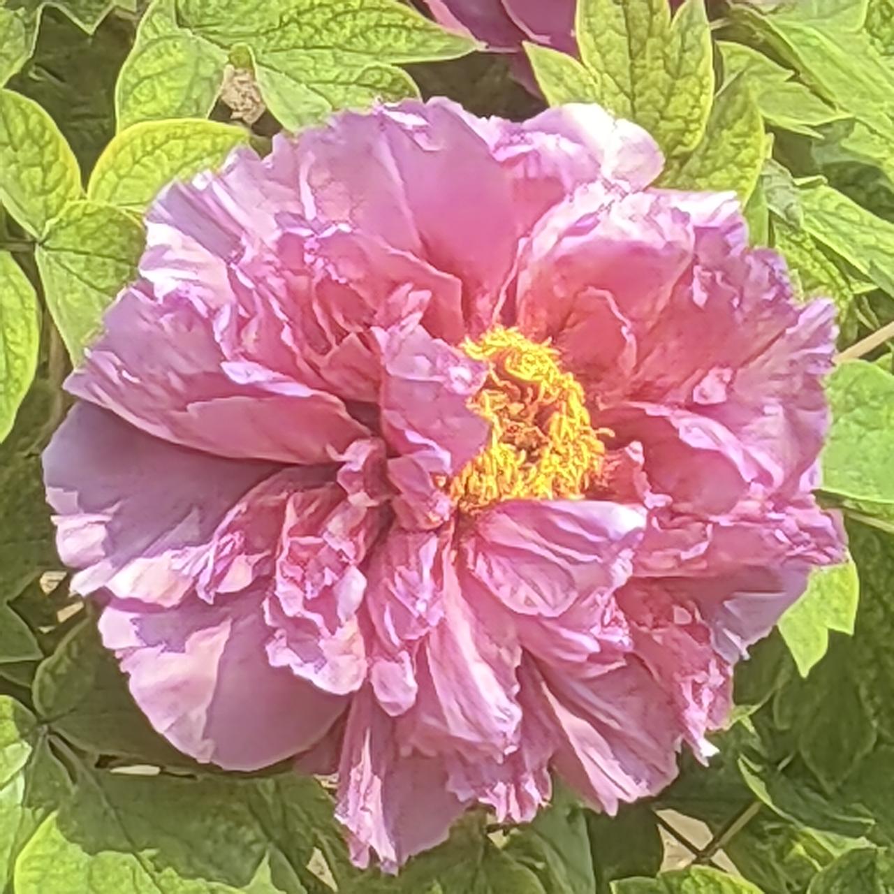 不得不发，那种雍容华贵，让你防不胜防，自叹弗如。我在发作品 哈我就发一下