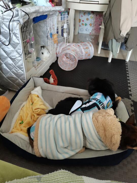 小宝夜里偷偷咬弟弟的窝