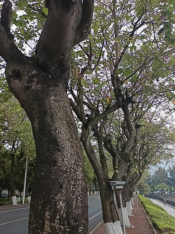 你敢相信吗？这就是西湖旁边的紫荆西提
现在紫荆花已经开的差不多了。
要来一年的时
