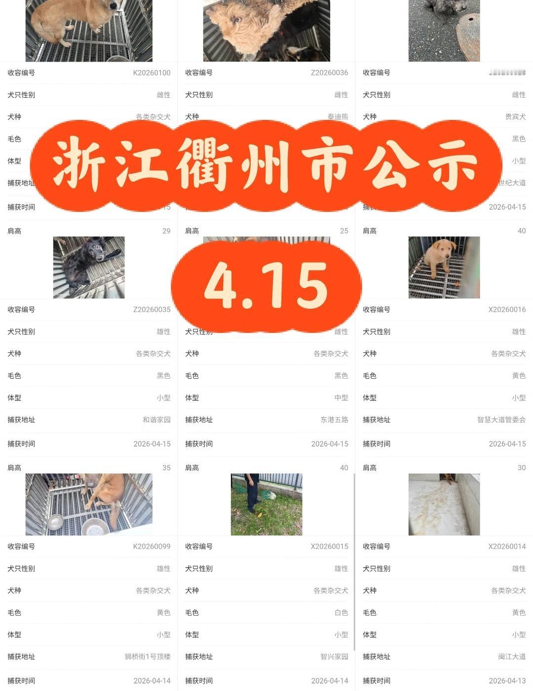 浙江省浙里办衢州市2026.4月15日犬只公示
衢州寻狗   10只狗狗
很多狗