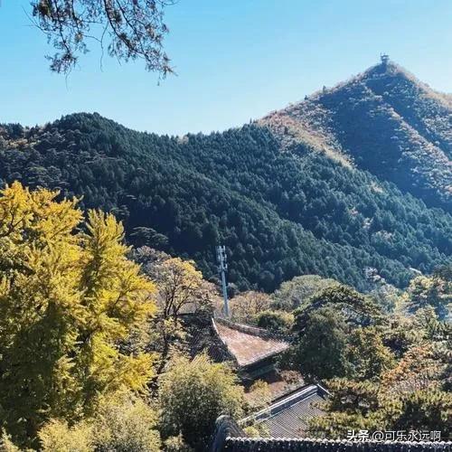 潭柘寺的帝王树经过岁月的洗礼，风采依然不减。现在帝王树70%已经泛黄，在阳光的映