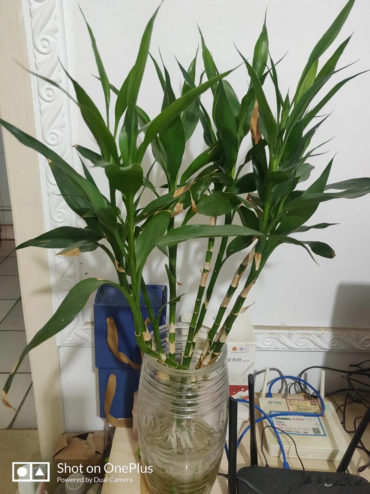 网友们，你们有认识这种植物的吗，去年我从集市上买的，插到花瓶里就活了，现在有点儿