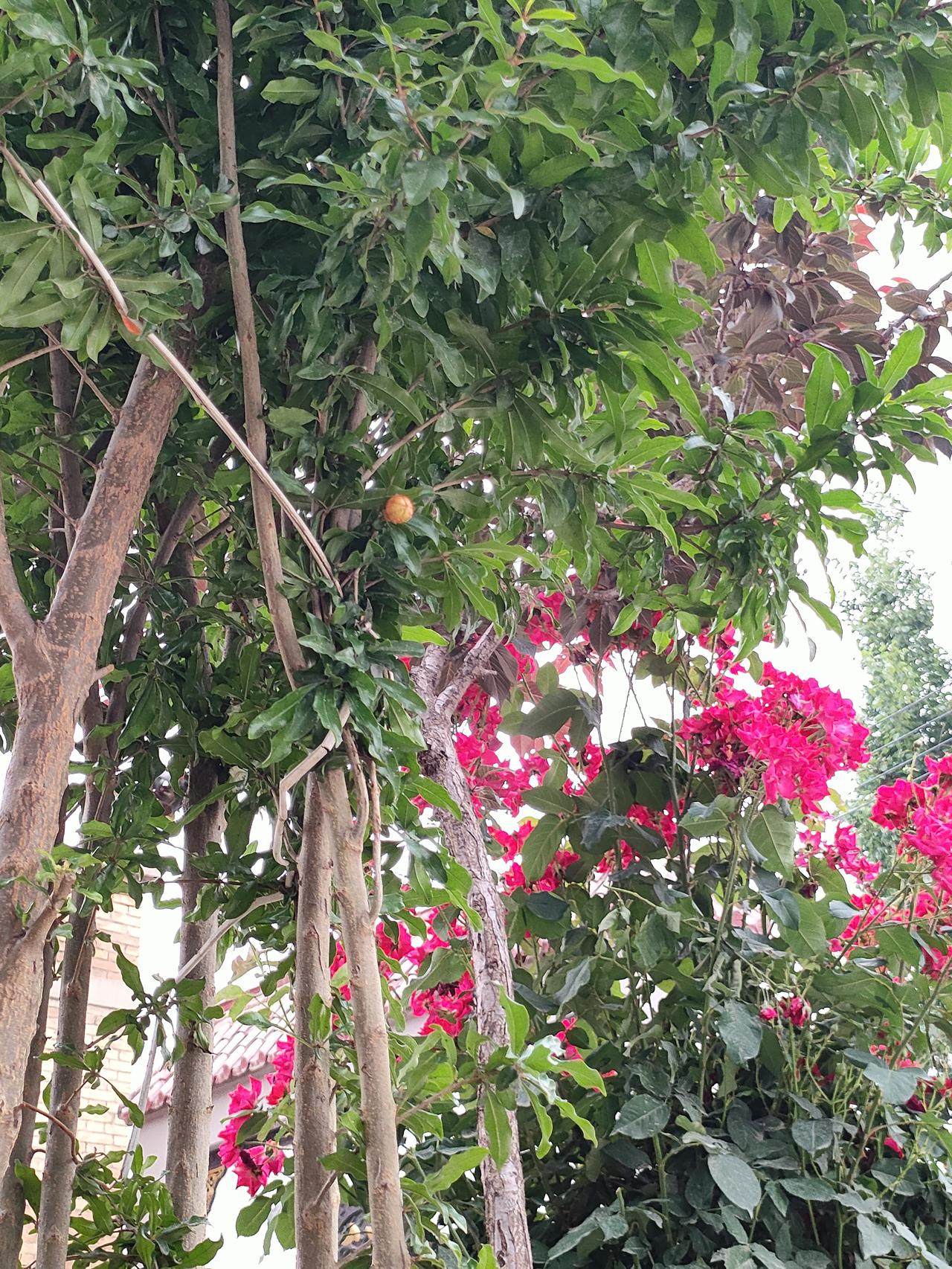 晒图笔记大赛榴树藏青果，繁花映夏风，寻常烟火里，自有热烈与温柔。