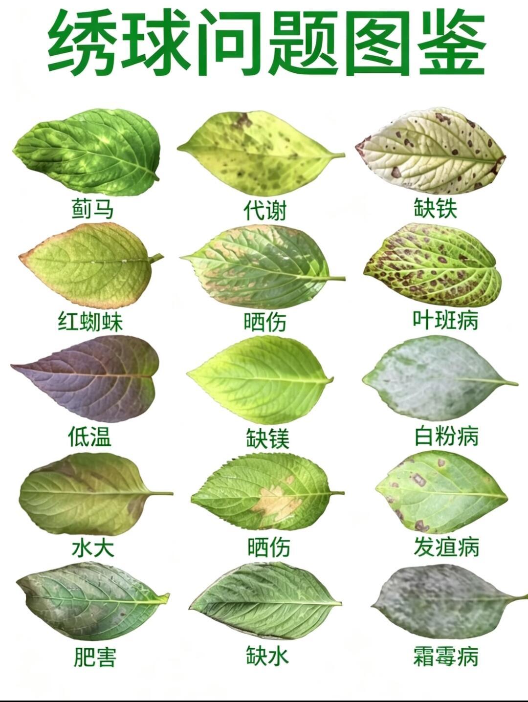 绣球花这些黄叶子你一看就懂了。绣球养护知识 养花知识分享 养护小知识  真实生活