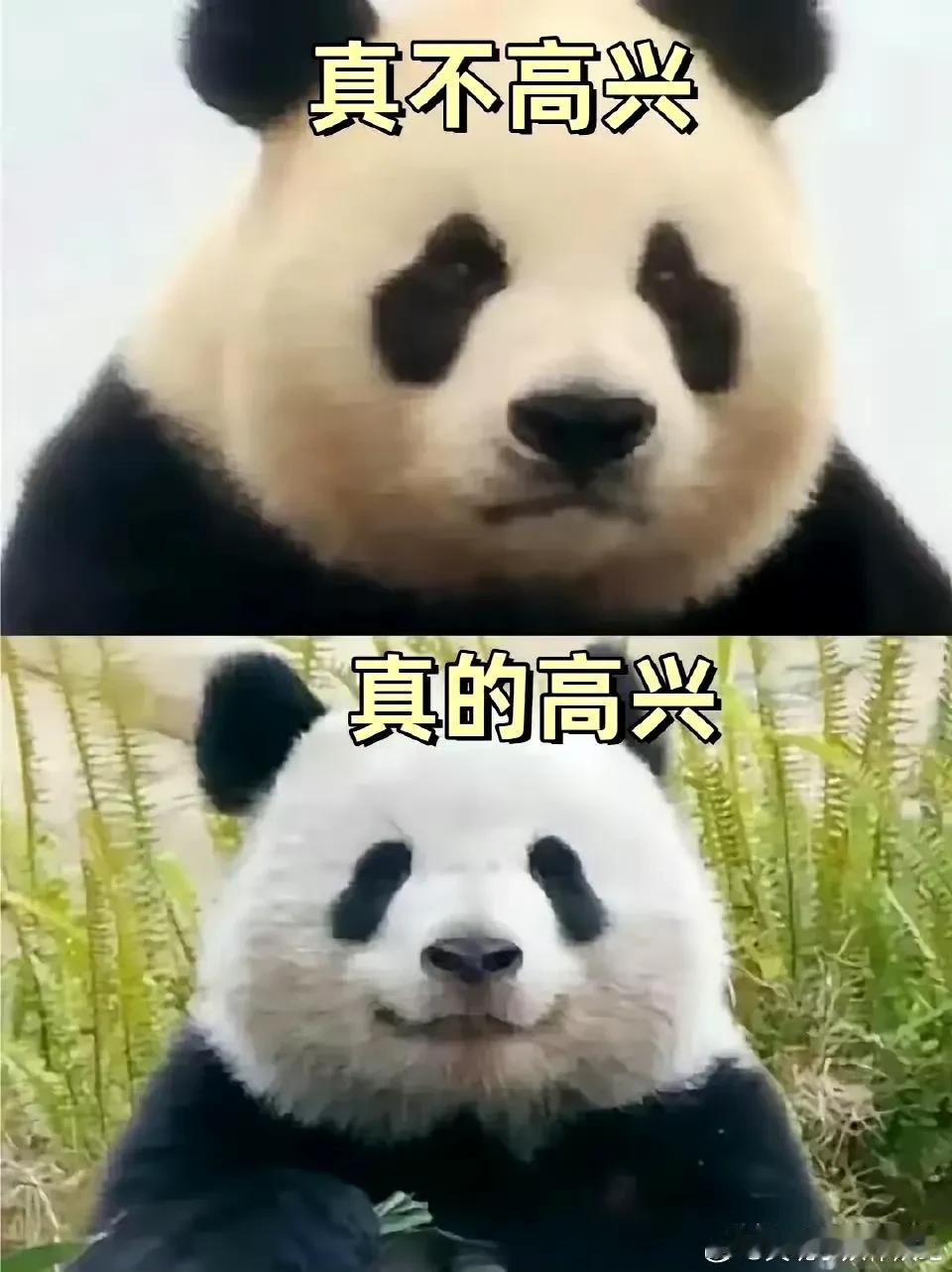 各种可爱的脸，不用做表情，所以天赋型选手，和后天努力的，还是有区别的。


喜欢