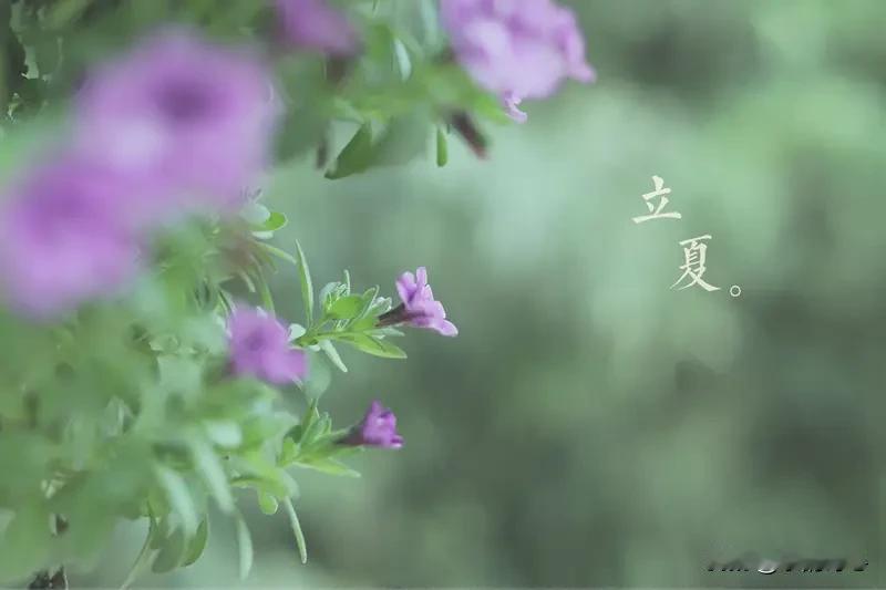 《夏之梦》乐韵诗心原创诗词:
翠叠峰峦入锦章，
残红落尽意悠长。
春痕迤逦犹迷眼