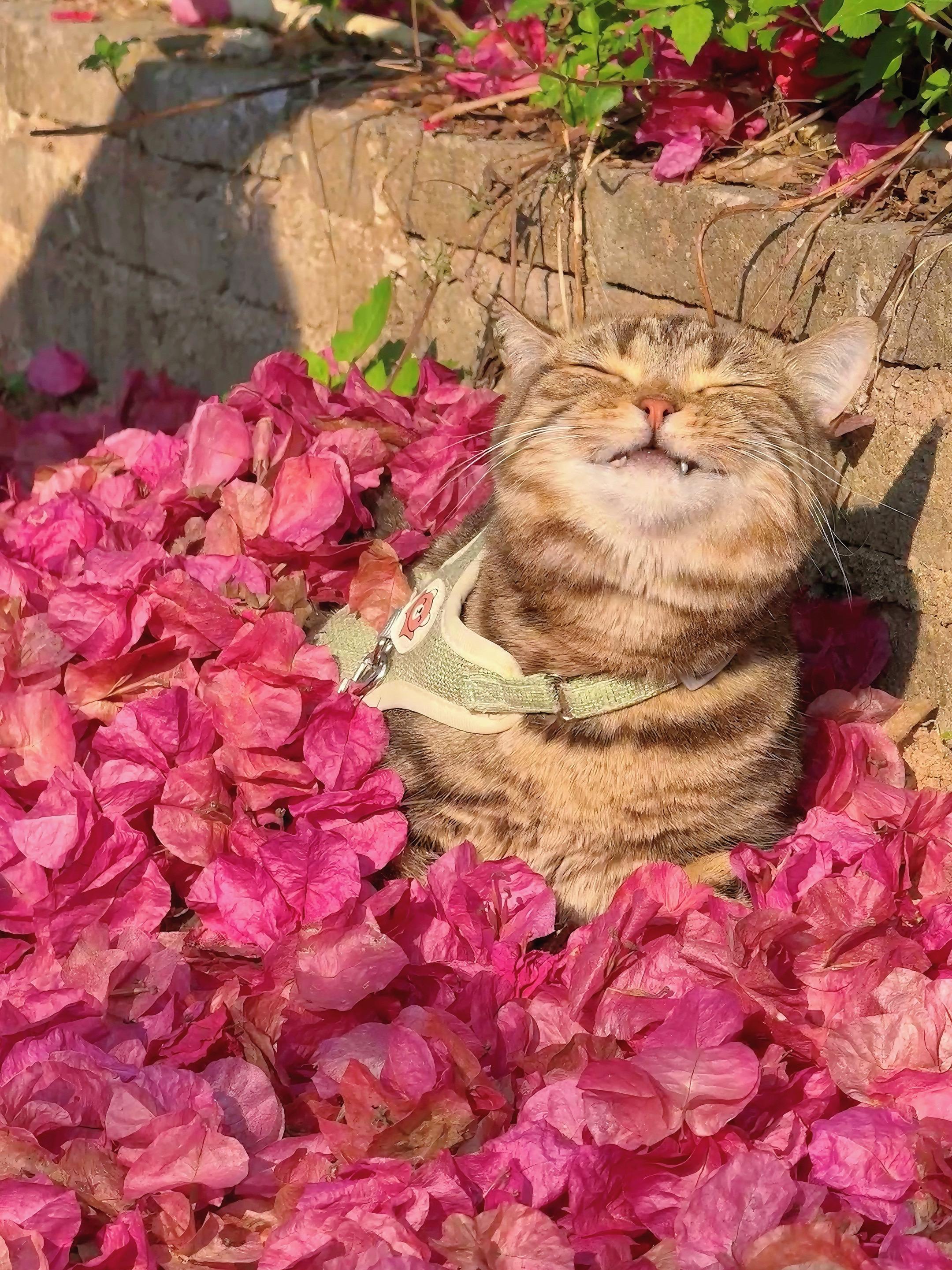 猫猫跟花花很搭配。可爱我镜头下的小猫