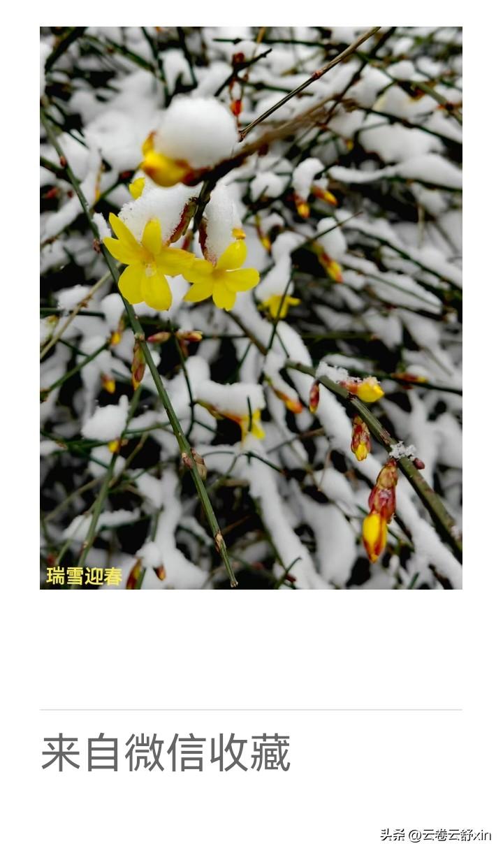 《老乐美拍·瑞雪迎春》

琼花落玉尘，
枝上缀黄金。
且待寒香彻，
东风唤早春。
