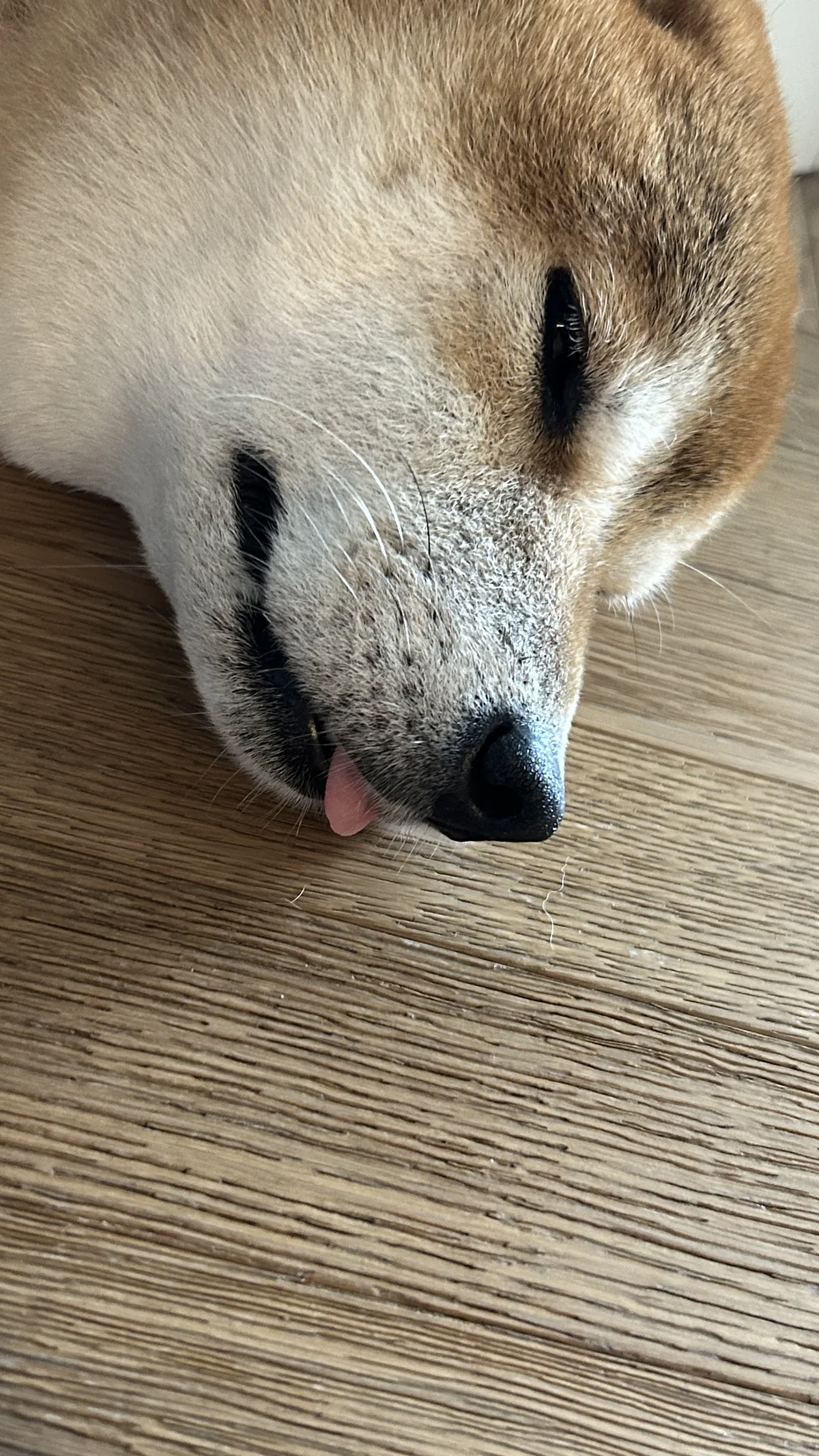 好可爱的长舌妇