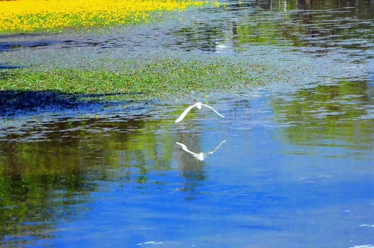 四川 邛海，夏日一朵朵荇菜花散落水上，从5月一直开到10月，美得像一幅幅油画。 