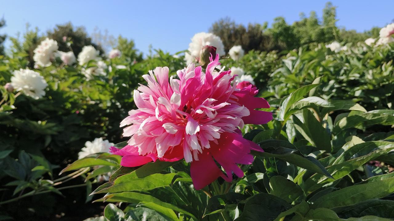 今天正好是芒种，咱们聊城前阵子举办郁金香节，花朝节上，热热闹闹迎来的“十二花神”