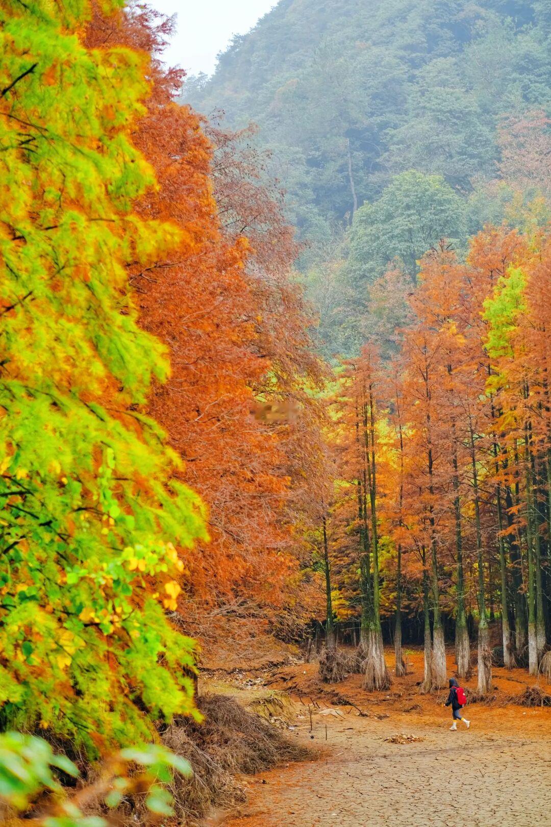 一日往返｜11月赏枫小众绝美古道❗️就在绍兴