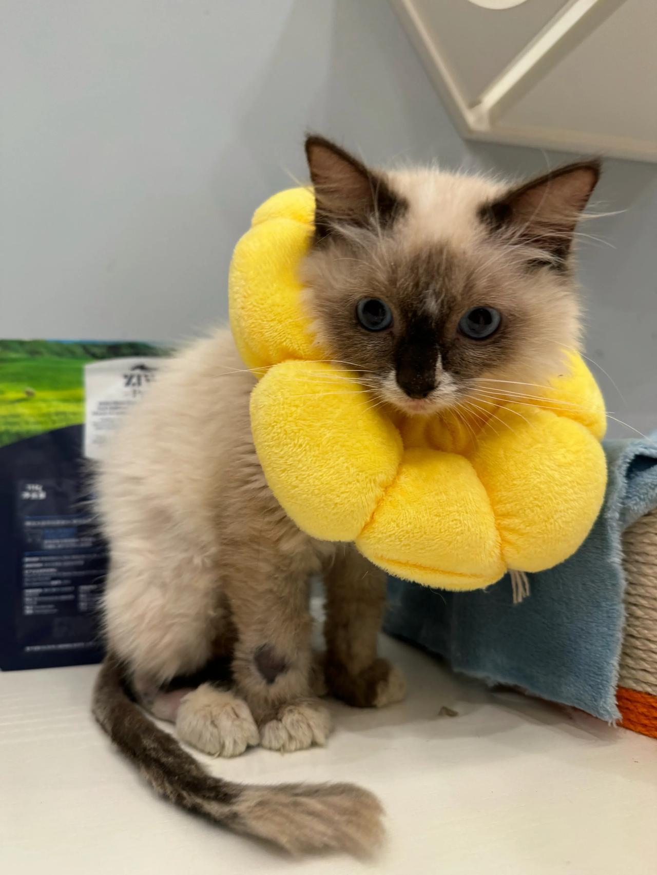 爸爸来了，爸爸又走了！
#猫咪# #萌宠#