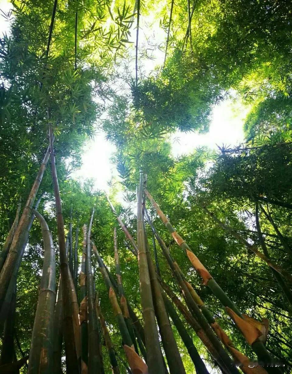 竹林深处隐翠岚,静听风吟鸟语闲!翠绿的竹林美景
老人头真皮羊毛保暖鞋