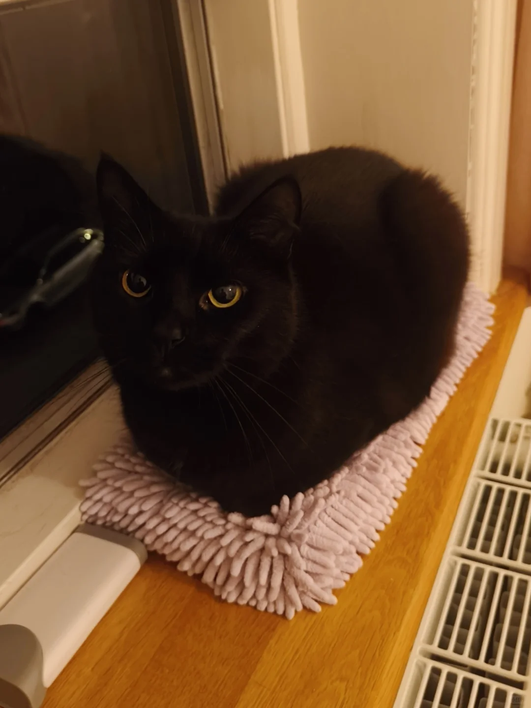 工整小猫